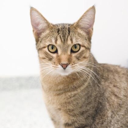 Alastair (bonded with Arlo), Adoptable, Kitten Male Domestic Short Hair & Domestic Short Hair.