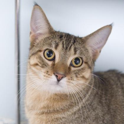 Enlarge Alastair (bonded with Arlo), a Adoptable mixed breed in Verona, WI image 1/3