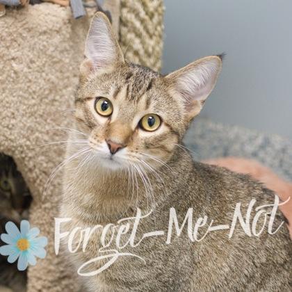 Enlarge Alastair (bonded with Arlo), a Adoptable mixed breed in Verona, WI image 2/3