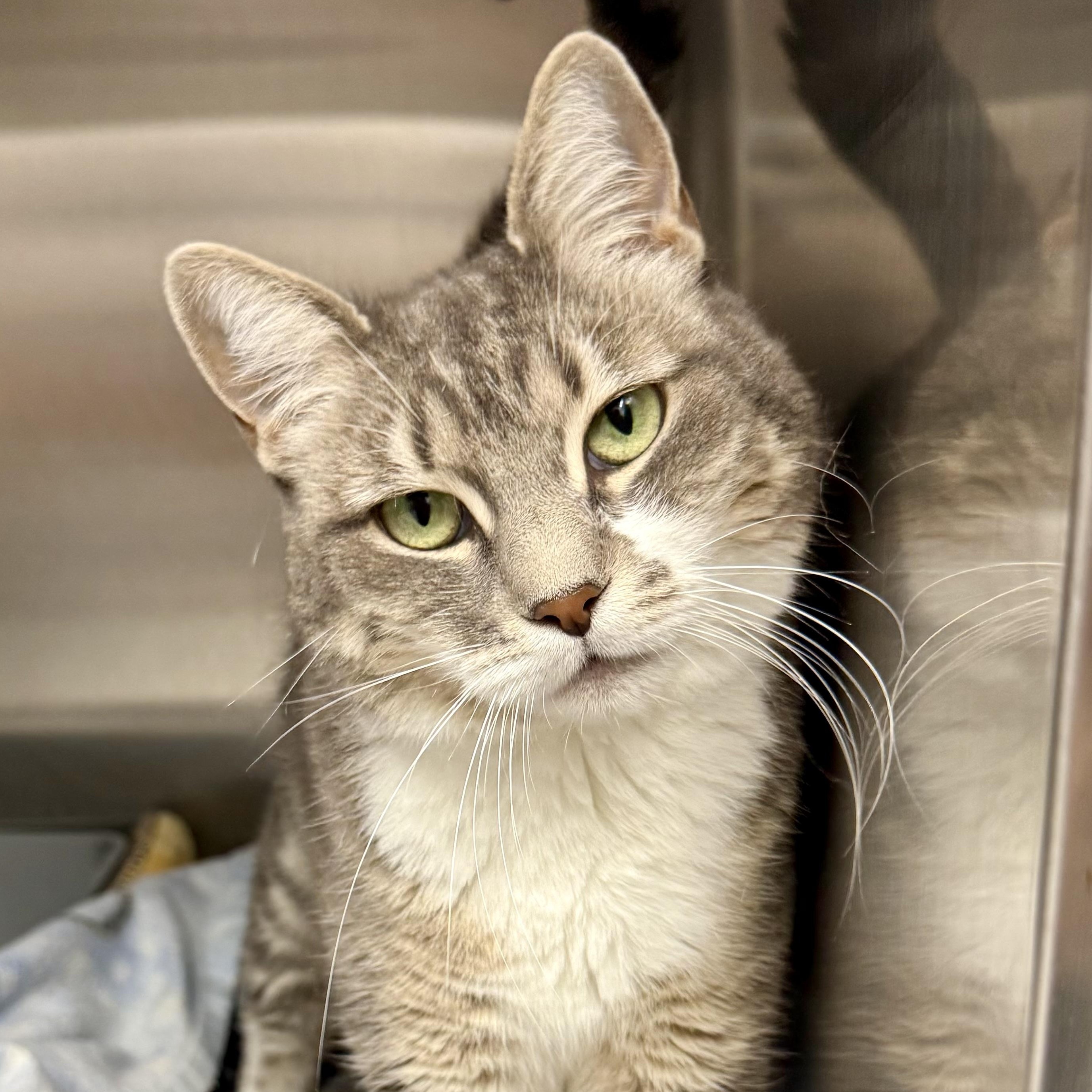 Enlarge Cookie, a Adoptable Domestic Short Hair in Exeter, RI image 2/3