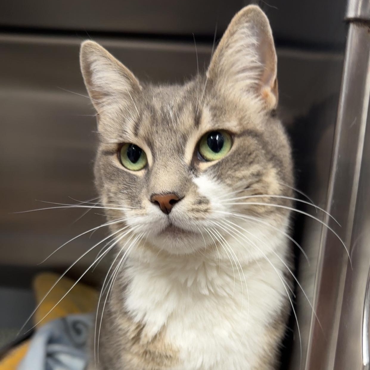 Cookie, Adoptable, Adult Female Domestic Short Hair.
