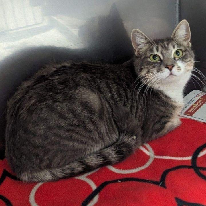 Enlarge Cookie, a Adoptable Domestic Short Hair in Exeter, RI image 3/3