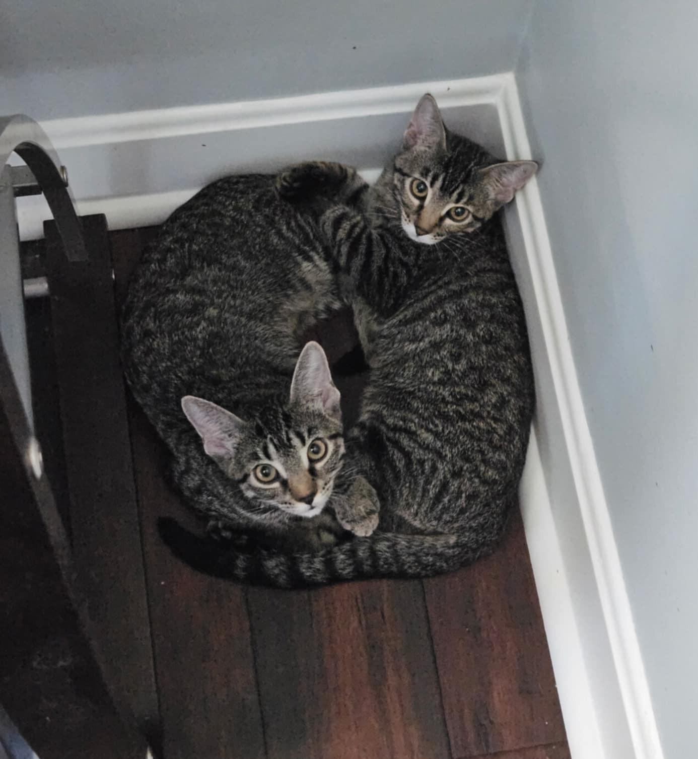 Enlarge Lucy & Ethel, a ADOPTABLE Domestic Short Hair in Overland Park, KS image 4/6