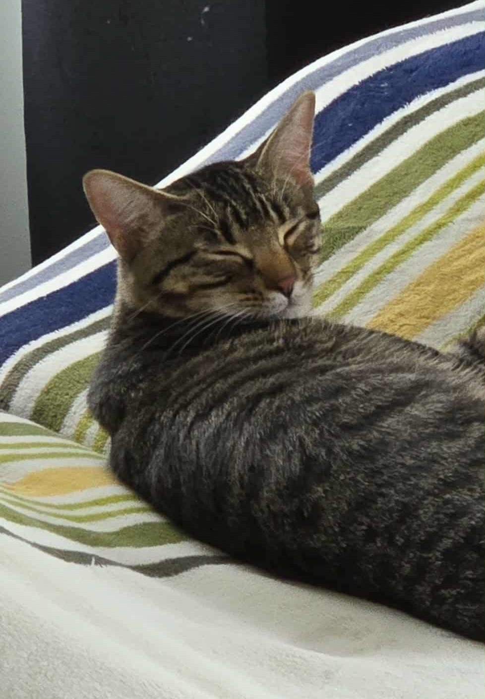 Enlarge Lucy & Ethel, a ADOPTABLE Domestic Short Hair in Overland Park, KS image 6/6