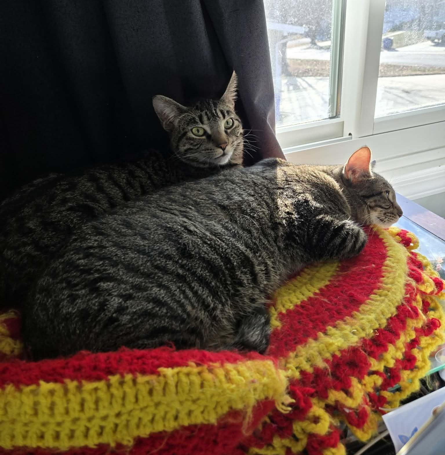 Enlarge Lucy & Ethel, a ADOPTABLE Domestic Short Hair in Overland Park, KS image 2/6