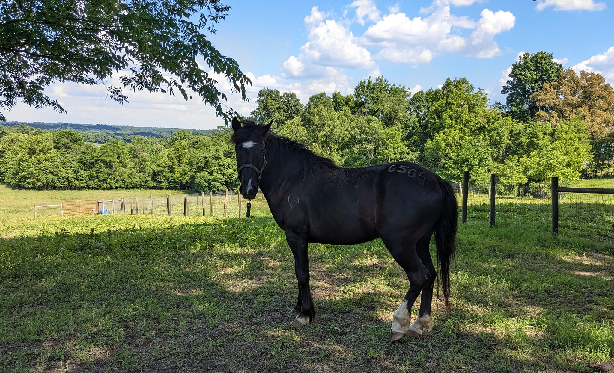 Poncho, a Adoptable Mustang in Huntington, WV image 2/3