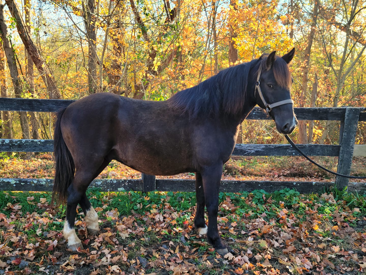 Poncho, a Adoptable Mustang in Huntington, WV image 1/3