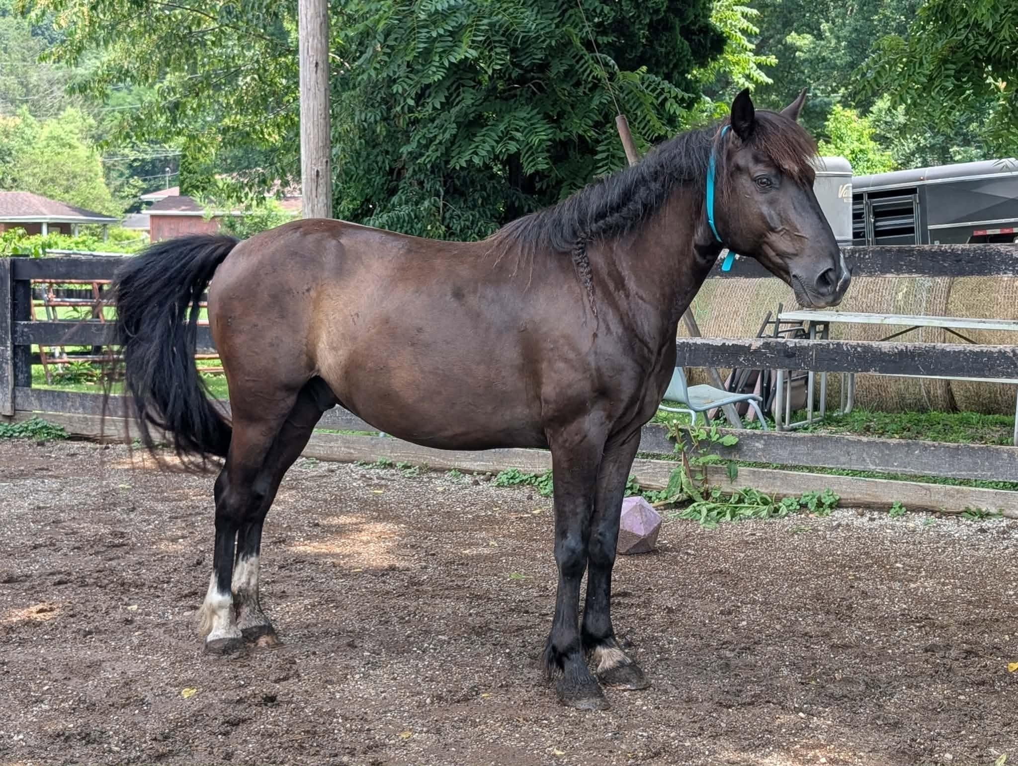 Enlarge Poncho, a Adoptable Mustang in Huntington, WV image 2/4