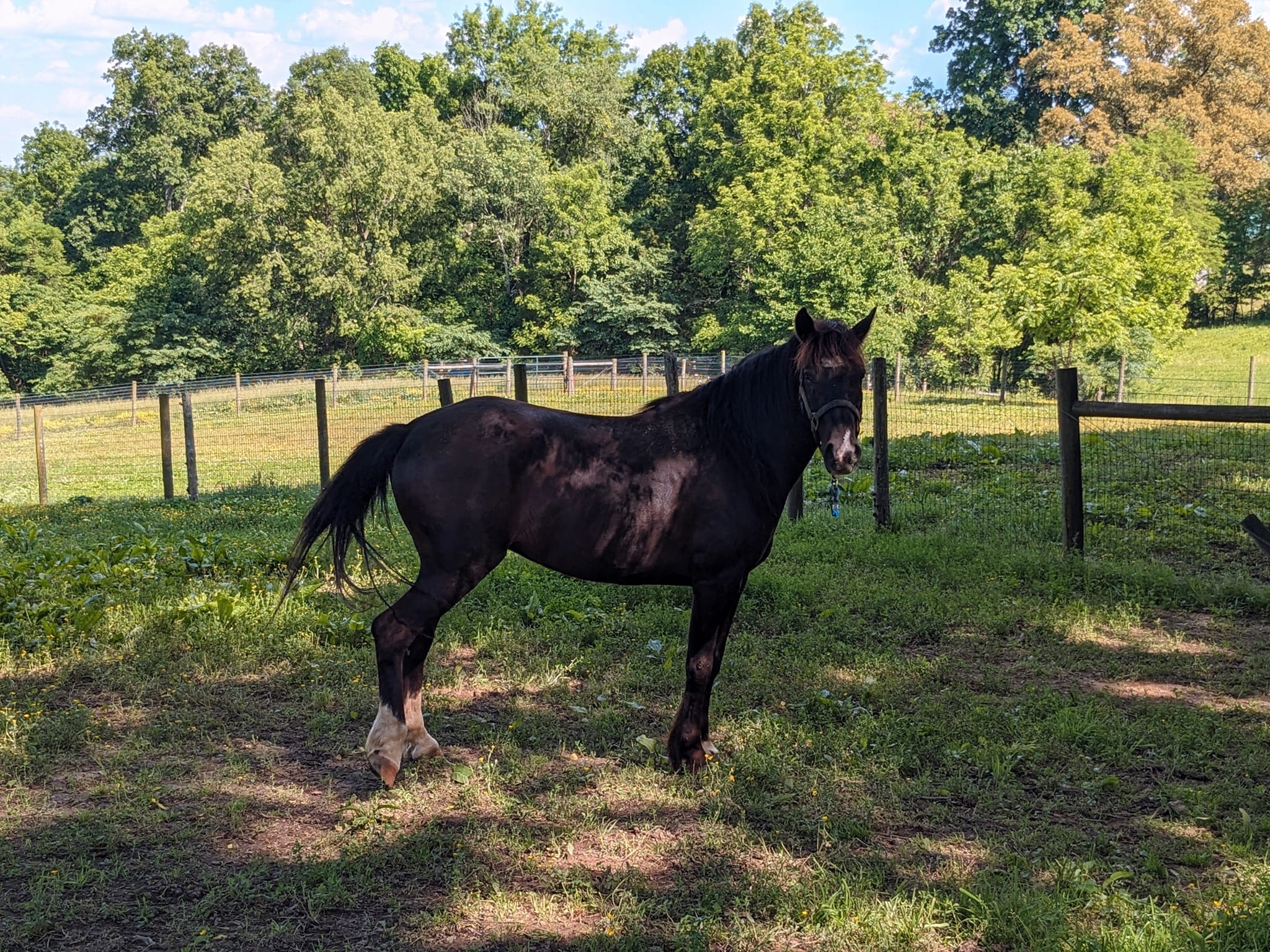 Poncho, a Adoptable Mustang in Huntington, WV image 3/3