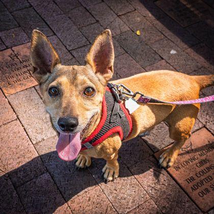 Mega, Adoptable, Adult Male Chihuahua & Mixed Breed.