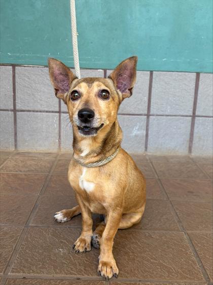 Enlarge Mega, a Adoptable mixed breed in Honolulu, HI image 2/3
