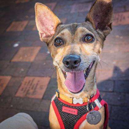 Enlarge Mega, a Adoptable mixed breed in Honolulu, HI image 3/3