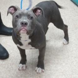 Enlarge PUPPY 01/17/2026, a Adoptable mixed breed in Bullhead City, AZ image 1/1