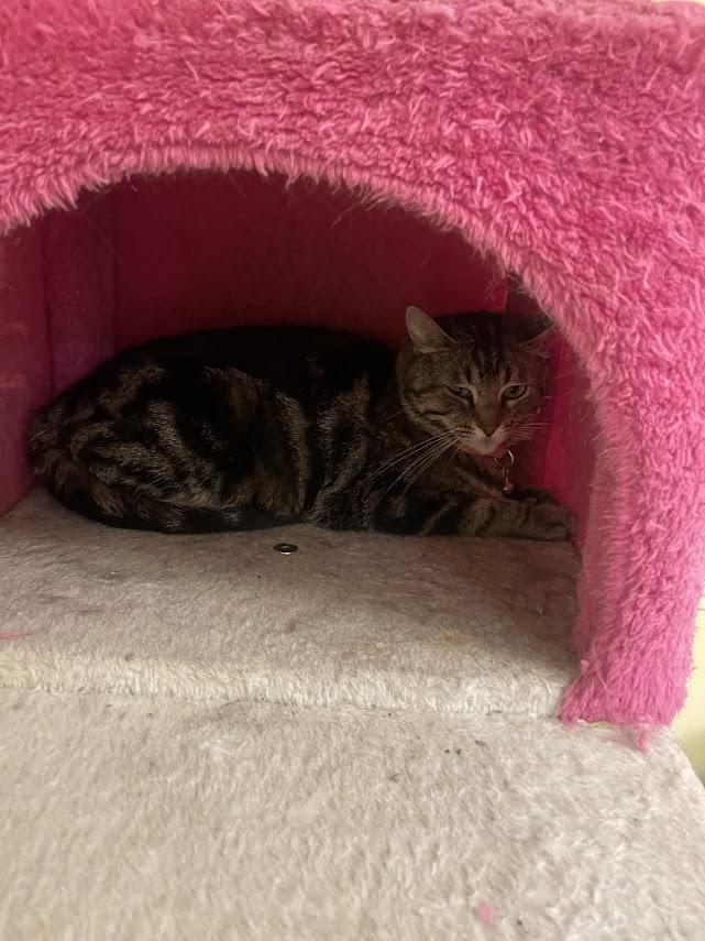 Mama Avo 5/24 bonded w/Tiny