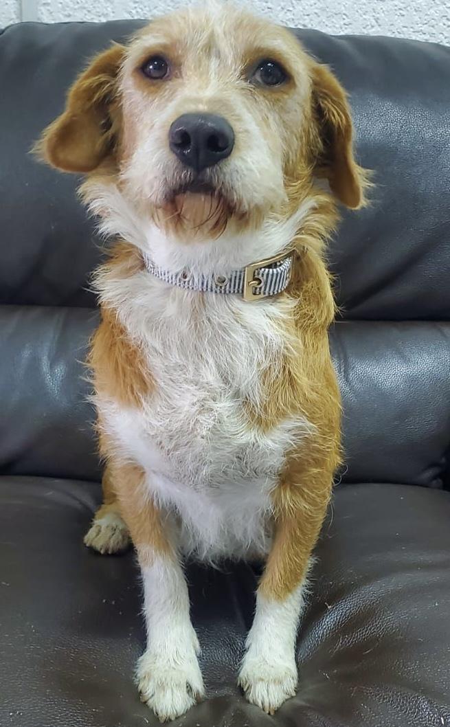 Enlarge Mirka, a ADOPTABLE mixed breed in Ensenada, BCN image 3/4