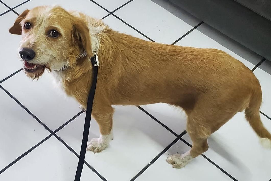 Enlarge Mirka, a ADOPTABLE mixed breed in Ensenada, BCN image 4/4