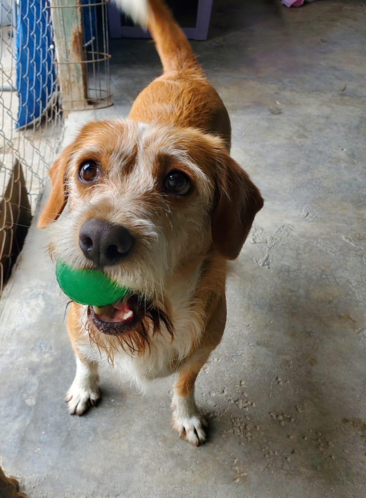Enlarge Mirka, a ADOPTABLE mixed breed in San Diego, CA image 4/6