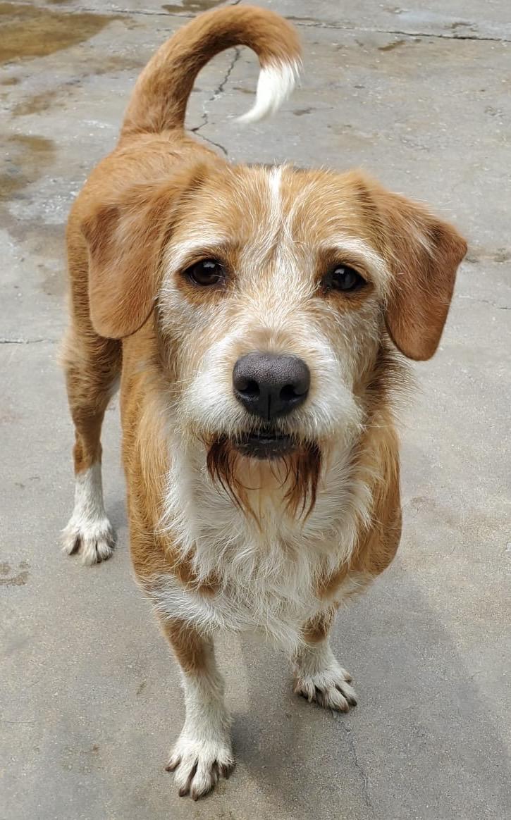 Enlarge Mirka, a ADOPTABLE mixed breed in San Diego, CA image 1/6
