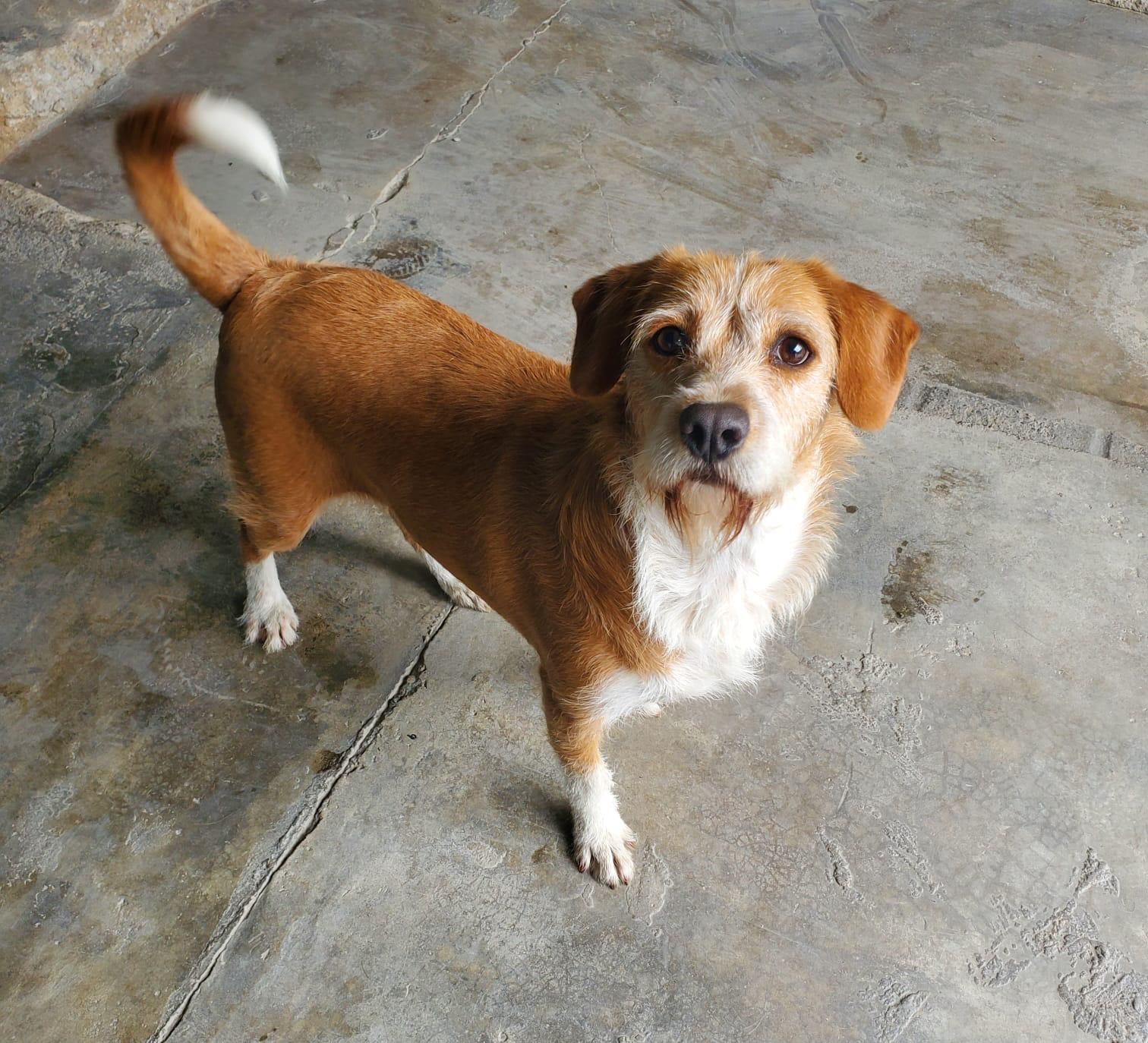 Enlarge Mirka, a ADOPTABLE mixed breed in San Diego, CA image 2/6