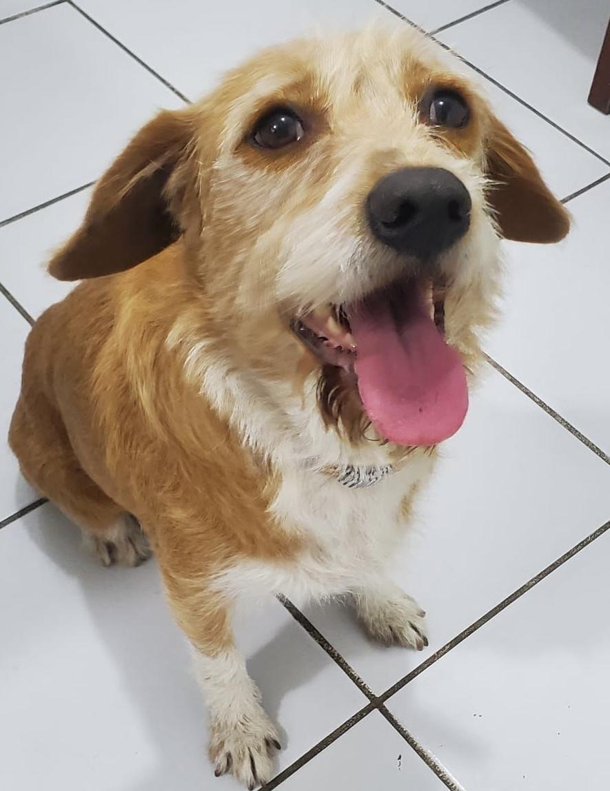 Mirka, ADOPTABLE, Adult Female Border Terrier.