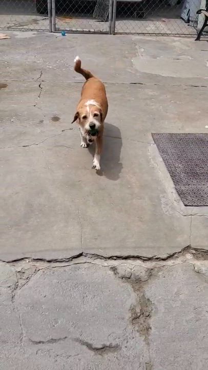 Enlarge Mirka, a ADOPTABLE mixed breed in San Diego, CA video 6/6