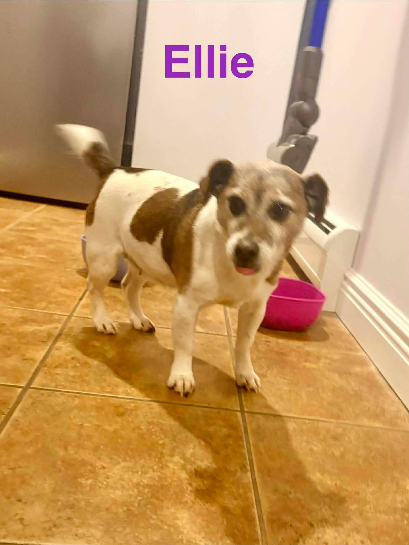 Ellie (Bonded Pair with Freddie), Adoptable, Senior Female Jack Russell Terrier.