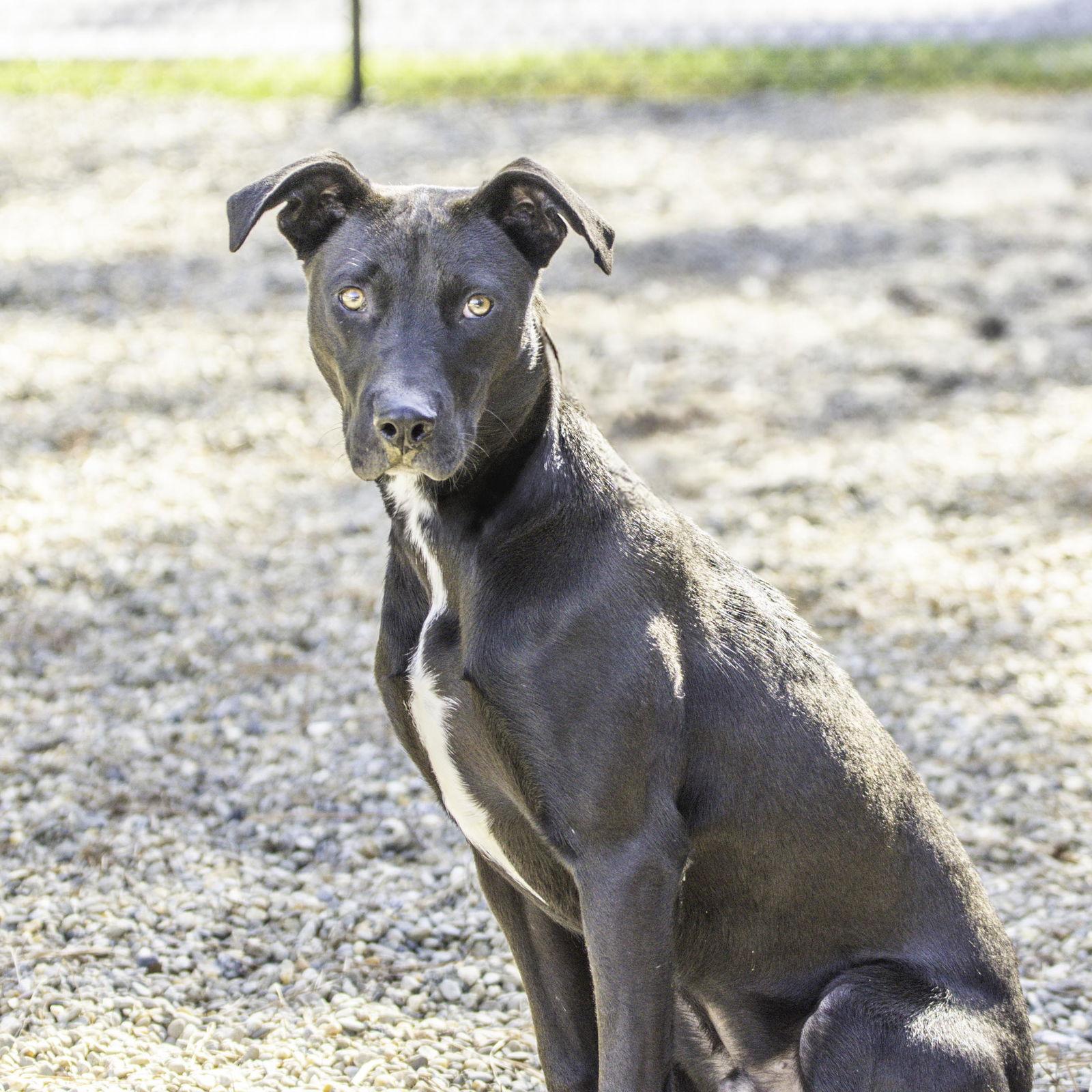 Lefou, Adoptable, Young Male Terrier.