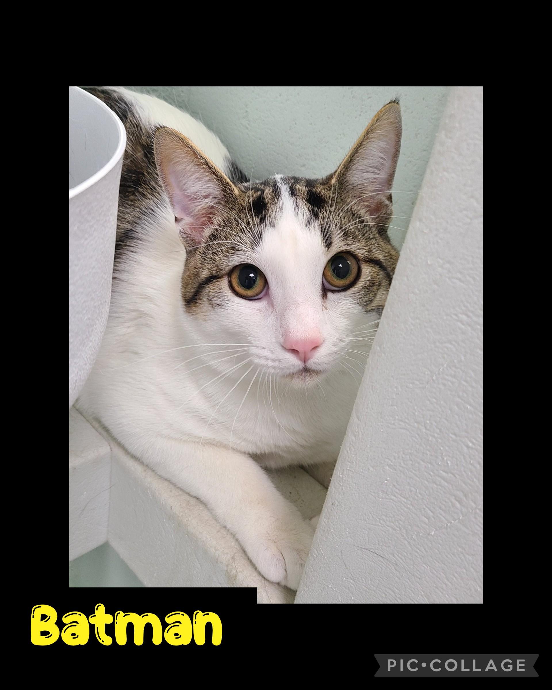 Batman, ADOPTABLE, Young Male Domestic Short Hair.