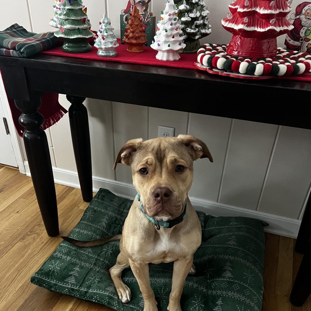 Suki, Adoptable, Young Female Mixed Breed & Mixed Breed.