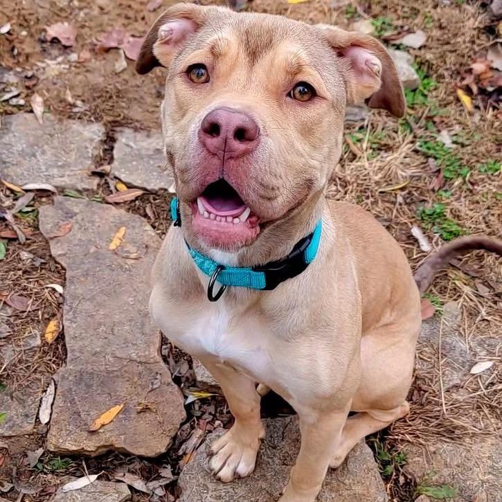 Enlarge Suki, a Adoptable mixed breed in O'Fallon, MO image 2/6