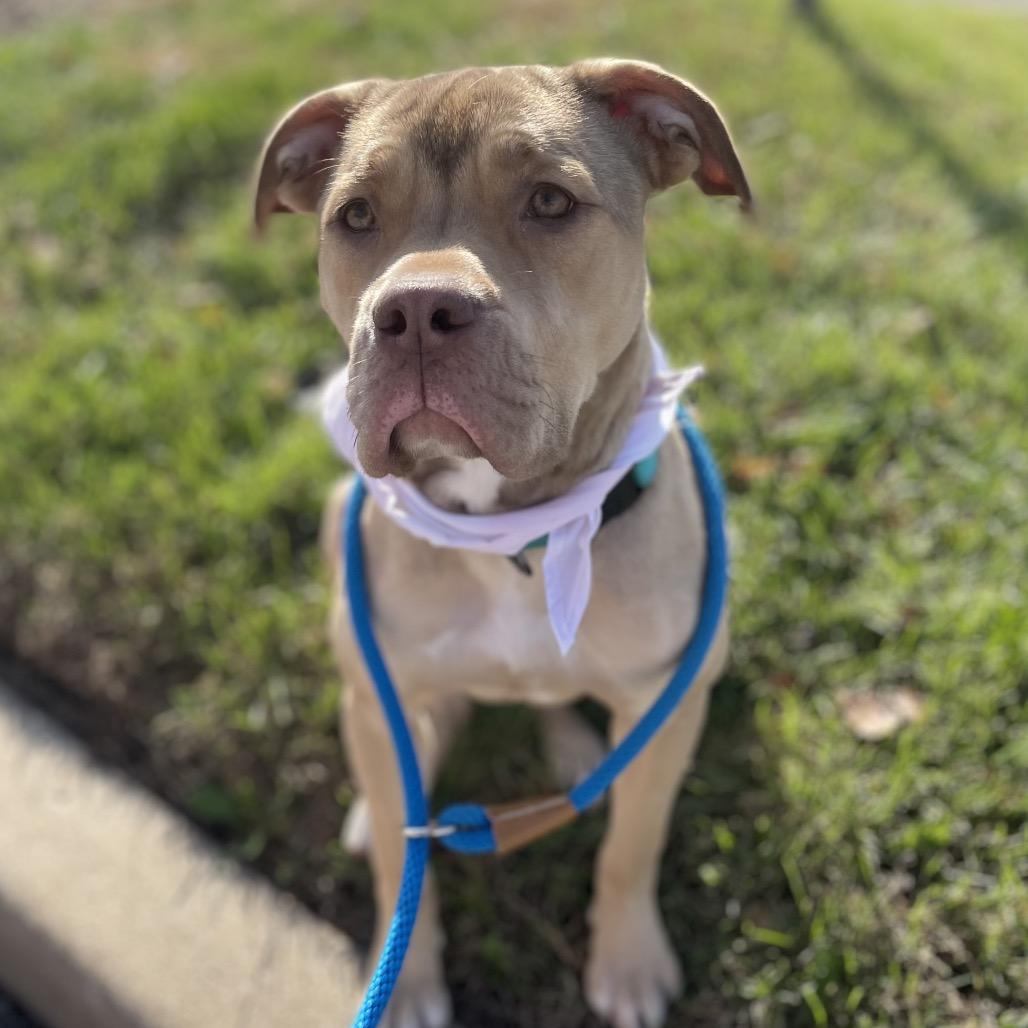 Enlarge Suki, a Adoptable mixed breed in O'Fallon, MO image 4/6