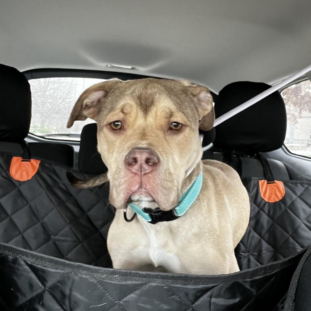 Enlarge Suki, a Adoptable mixed breed in O'Fallon, MO image 5/6