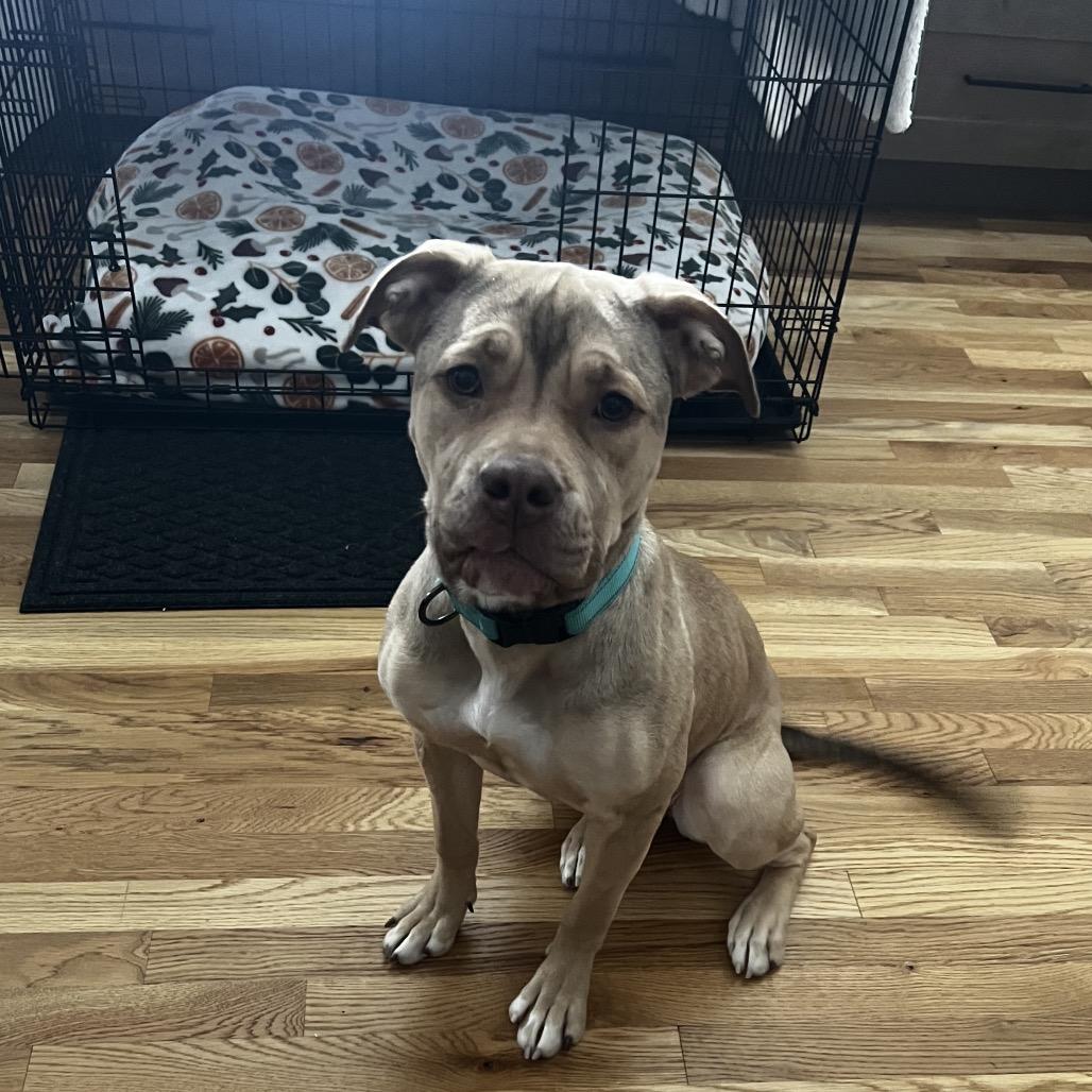 Enlarge Suki, a Adoptable mixed breed in O'Fallon, MO image 6/6