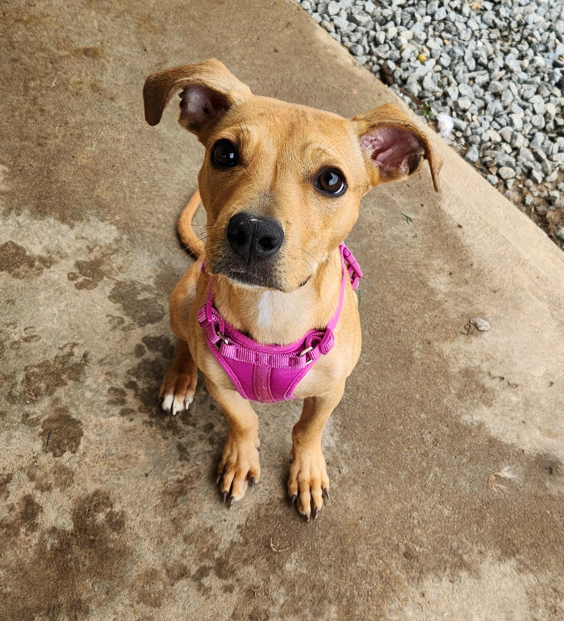 Enlarge Kiara, a ADOPTABLE mixed breed in Siloam Springs, AR image 1/3