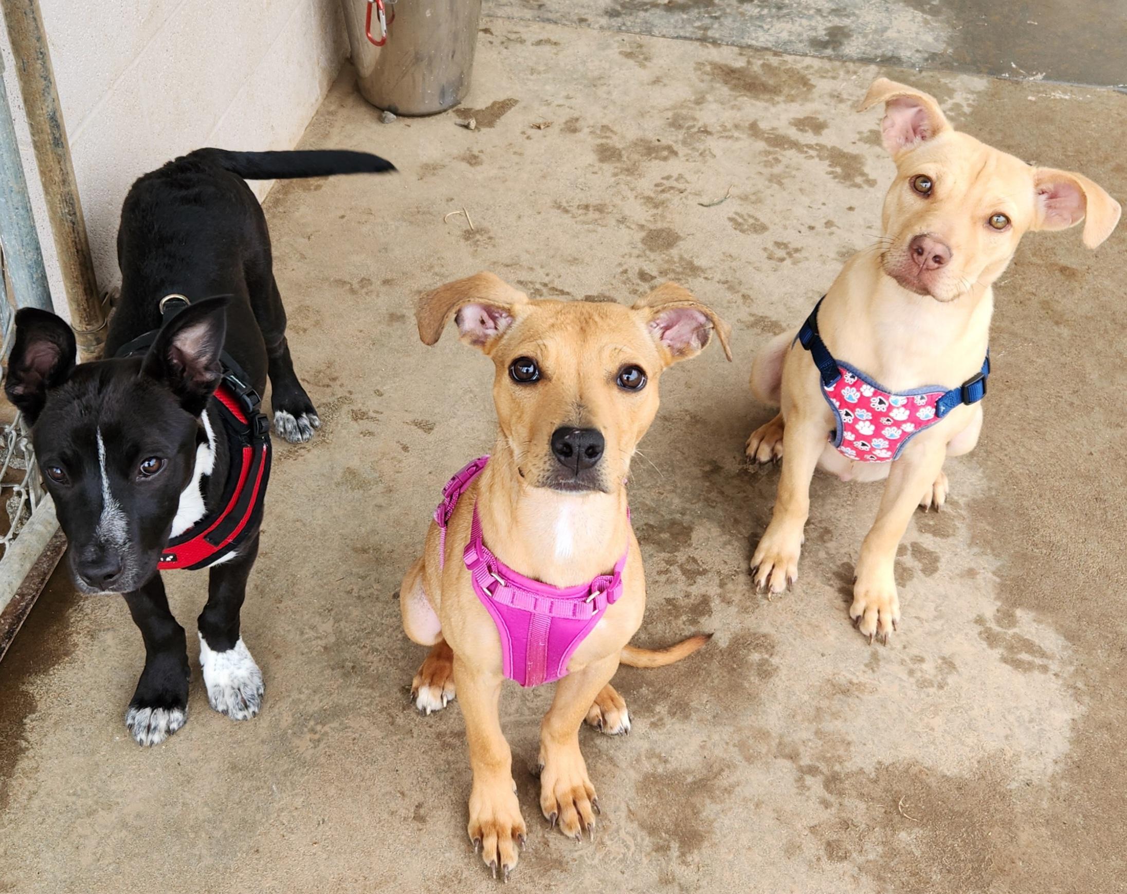 Enlarge Kiara, a ADOPTABLE mixed breed in Siloam Springs, AR image 3/3