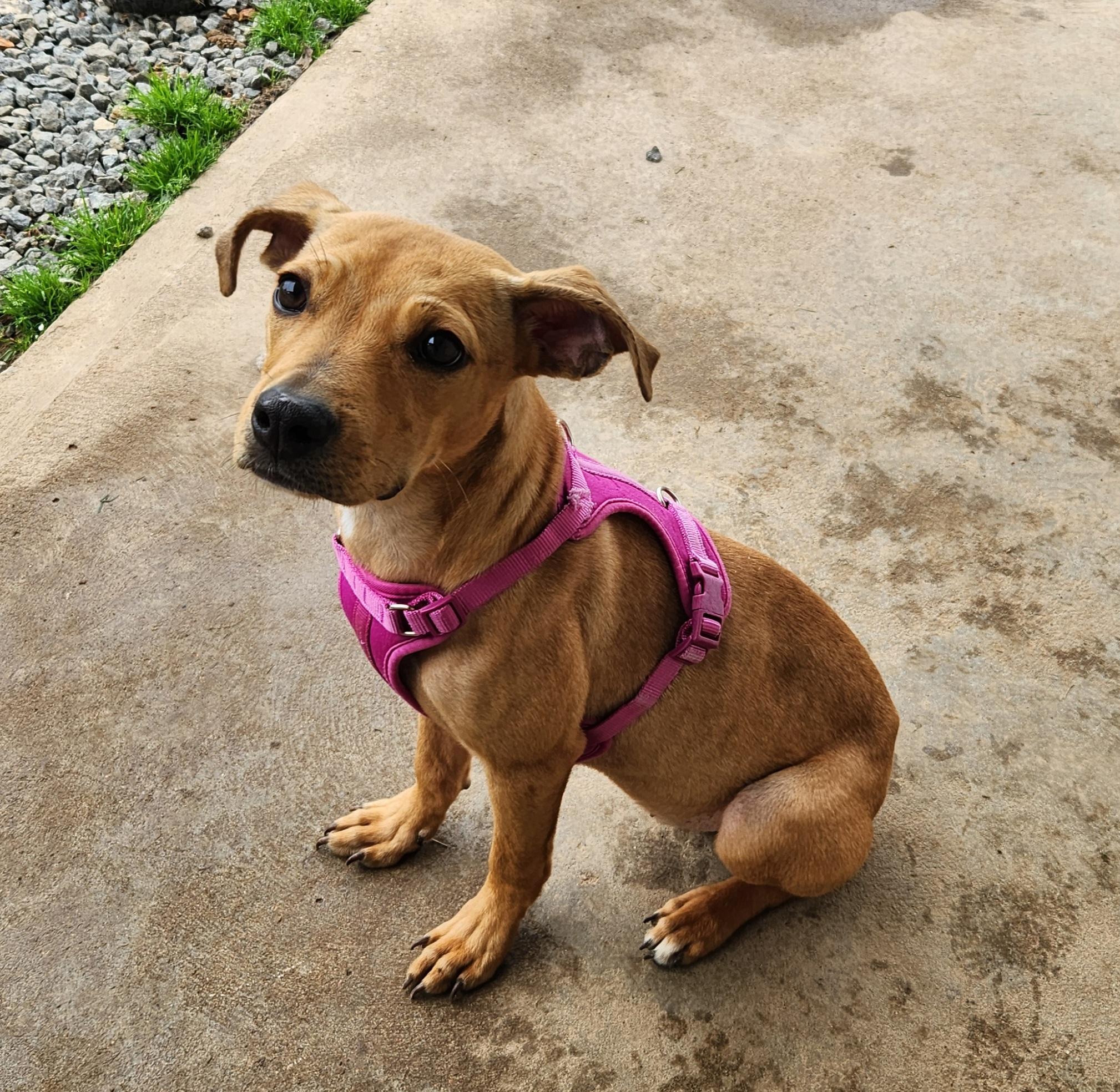 Enlarge Kiara, a ADOPTABLE mixed breed in Siloam Springs, AR image 2/3