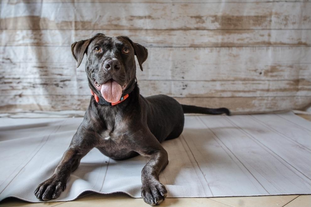 Enlarge Pickles, a Adoptable mixed breed in Cypress, TX image 6/6