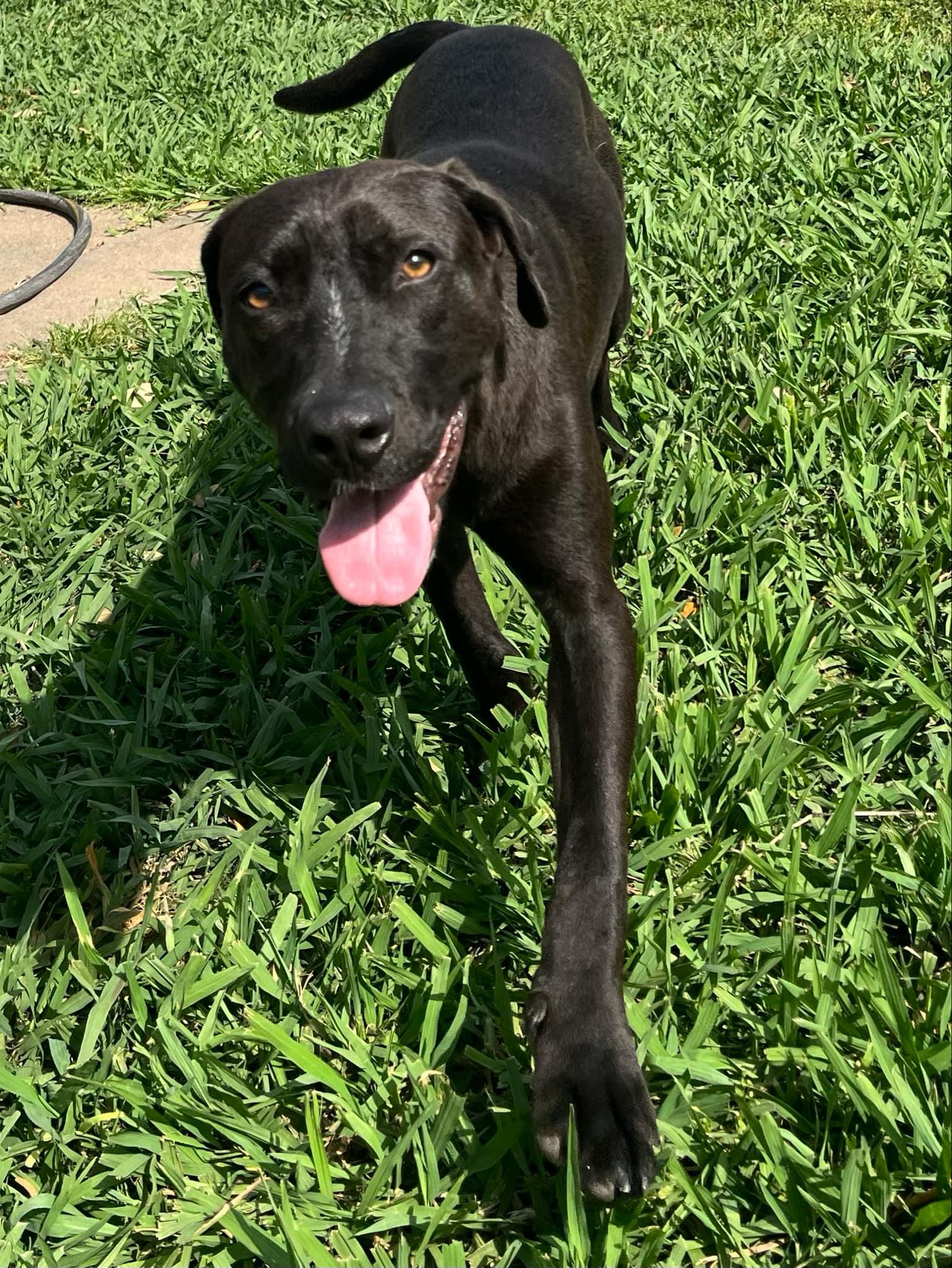 Enlarge Pickles, a Adoptable mixed breed in Cypress, TX image 3/6