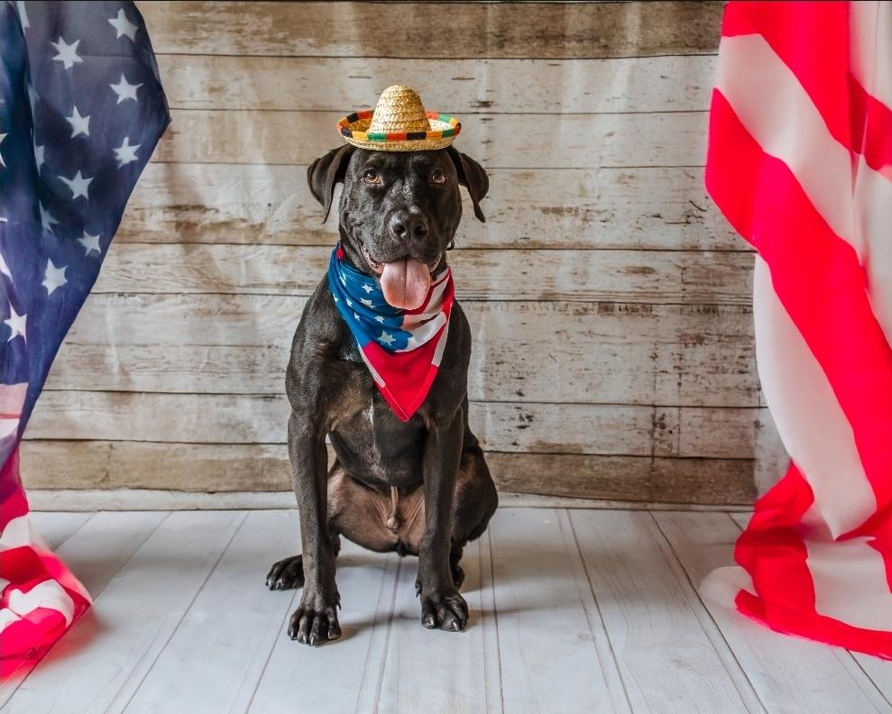 Enlarge Pickles, a Adoptable mixed breed in Cypress, TX image 5/6