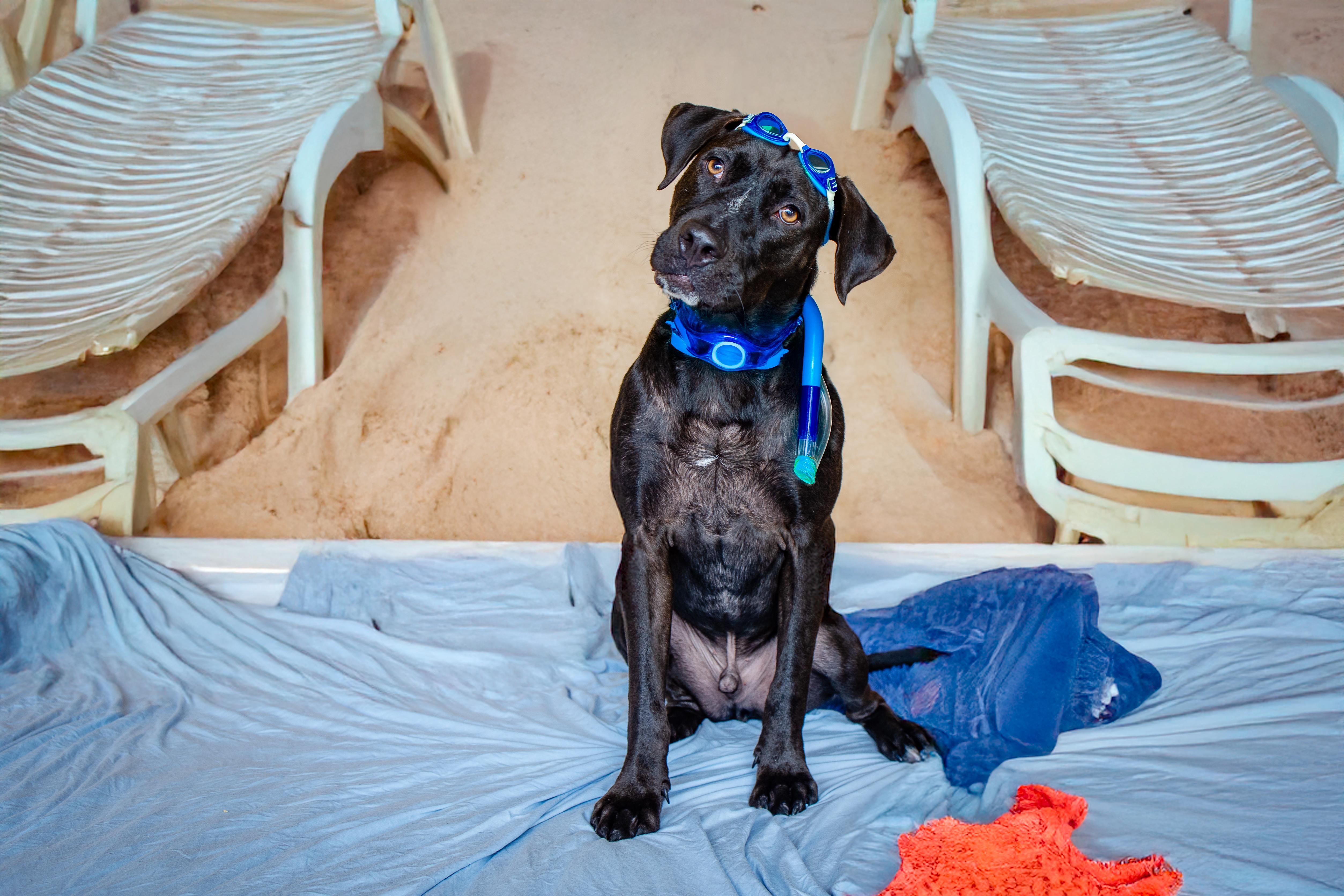 Enlarge Pickles, a Adoptable mixed breed in Cypress, TX image 2/6