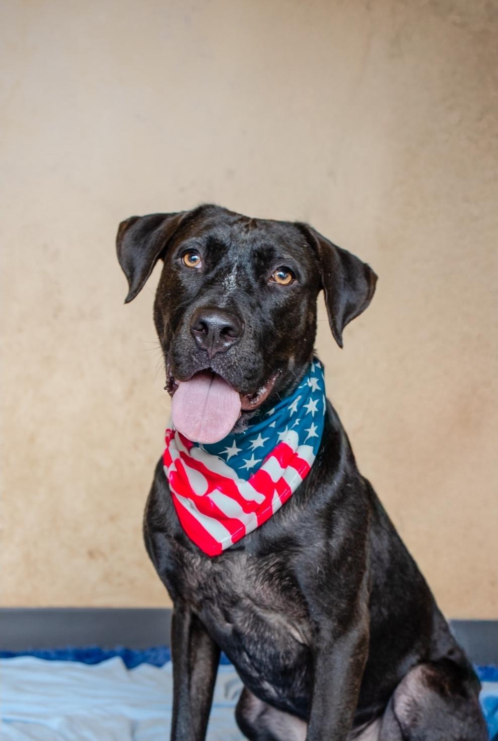 Enlarge Pickles, a Adoptable mixed breed in Cypress, TX image 1/6