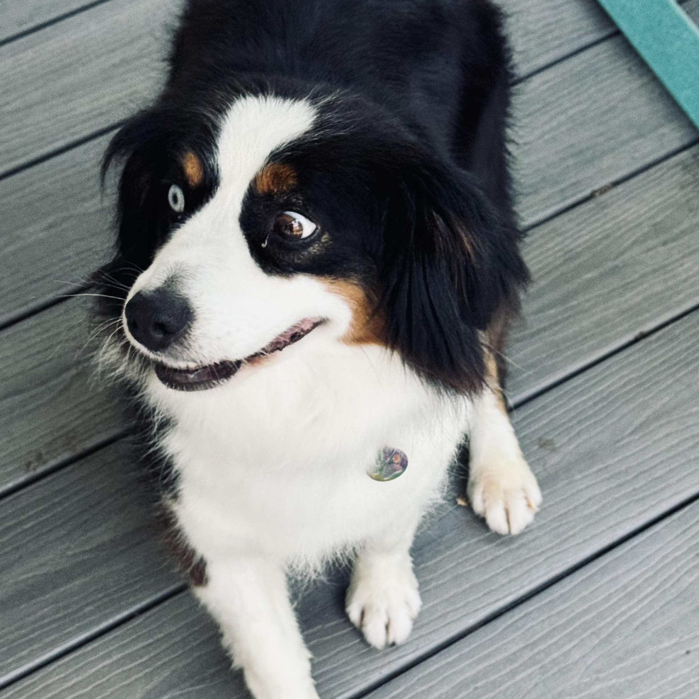 Fizz, a ADOPTABLE Australian Shepherd in Louisburg, KS image 2/6