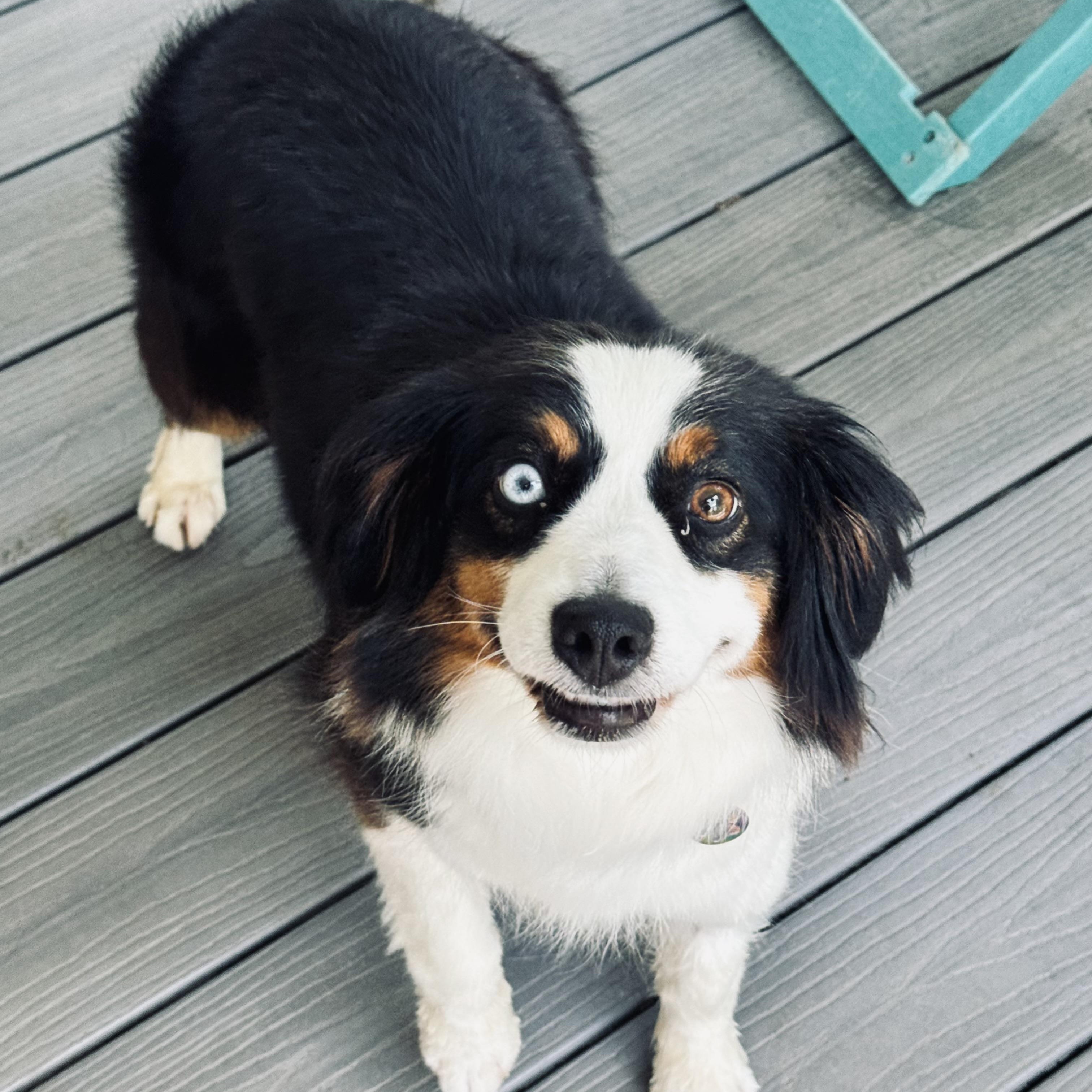 Fizz, a ADOPTABLE Australian Shepherd in Louisburg, KS image 1/6
