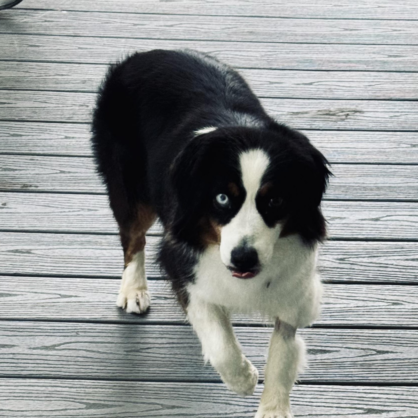 Fizz, a ADOPTABLE Australian Shepherd in Louisburg, KS image 5/6