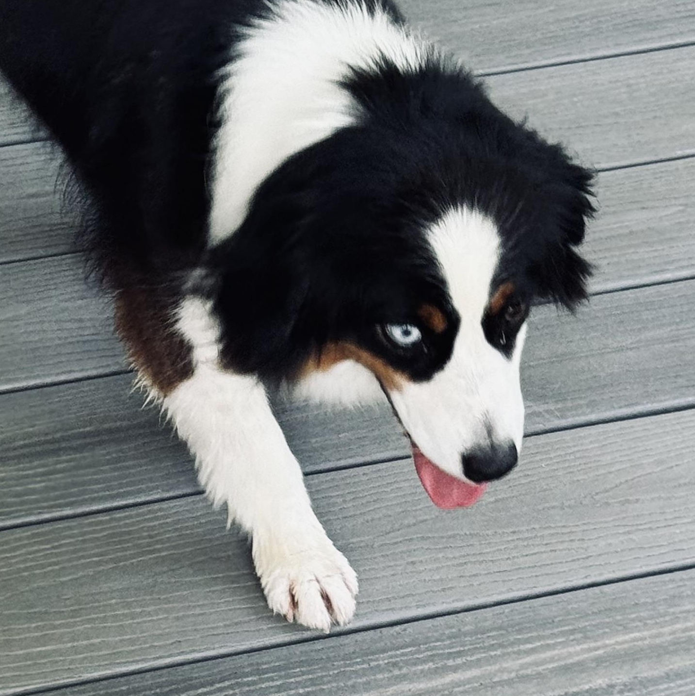 Fizz, a ADOPTABLE Australian Shepherd in Louisburg, KS image 6/6