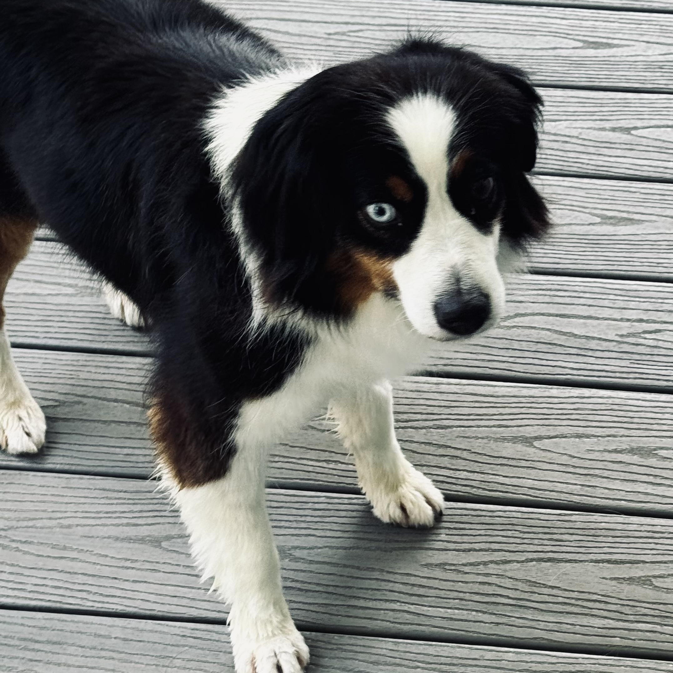 Fizz, a ADOPTABLE Australian Shepherd in Louisburg, KS image 4/6
