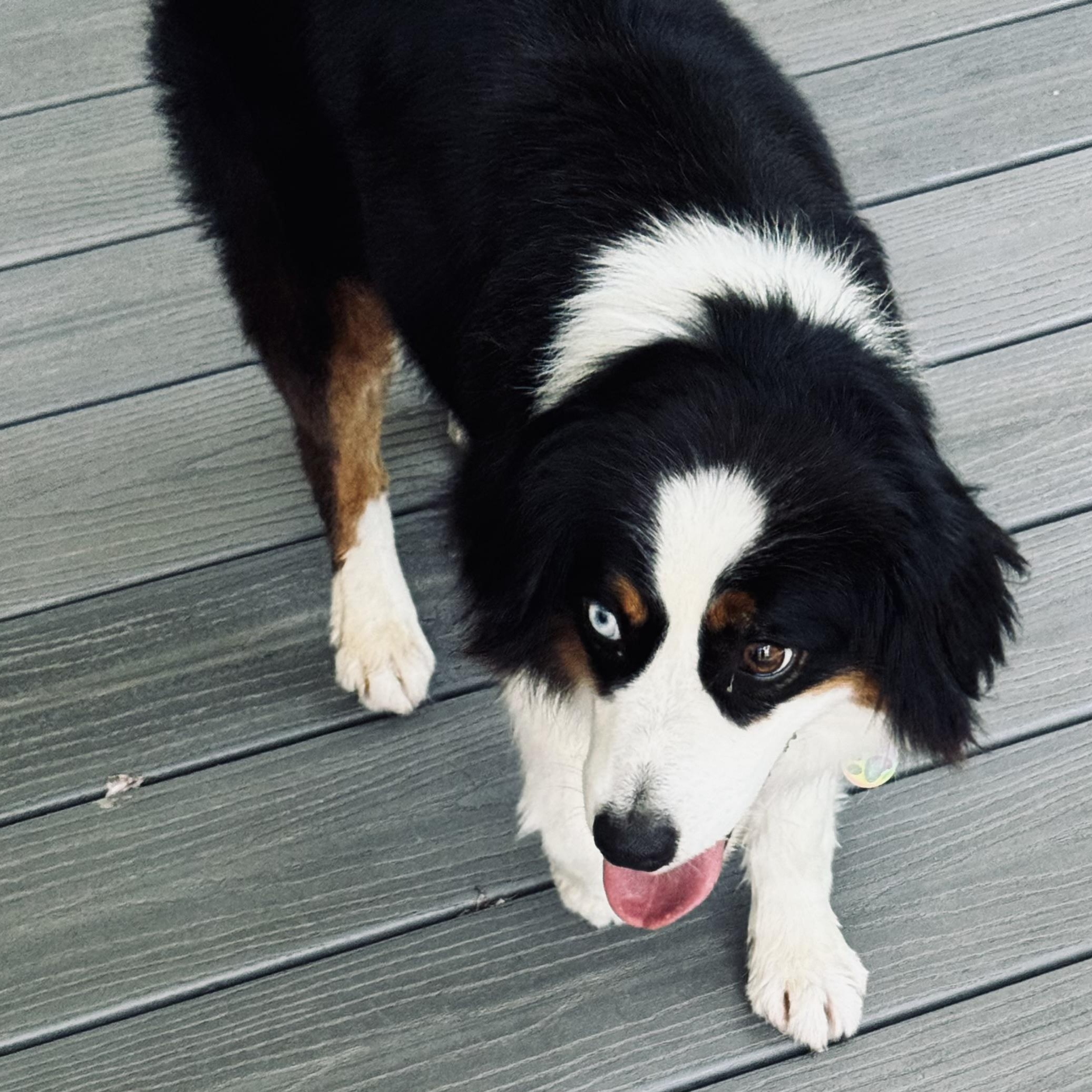Fizz, a ADOPTABLE Australian Shepherd in Louisburg, KS image 3/6