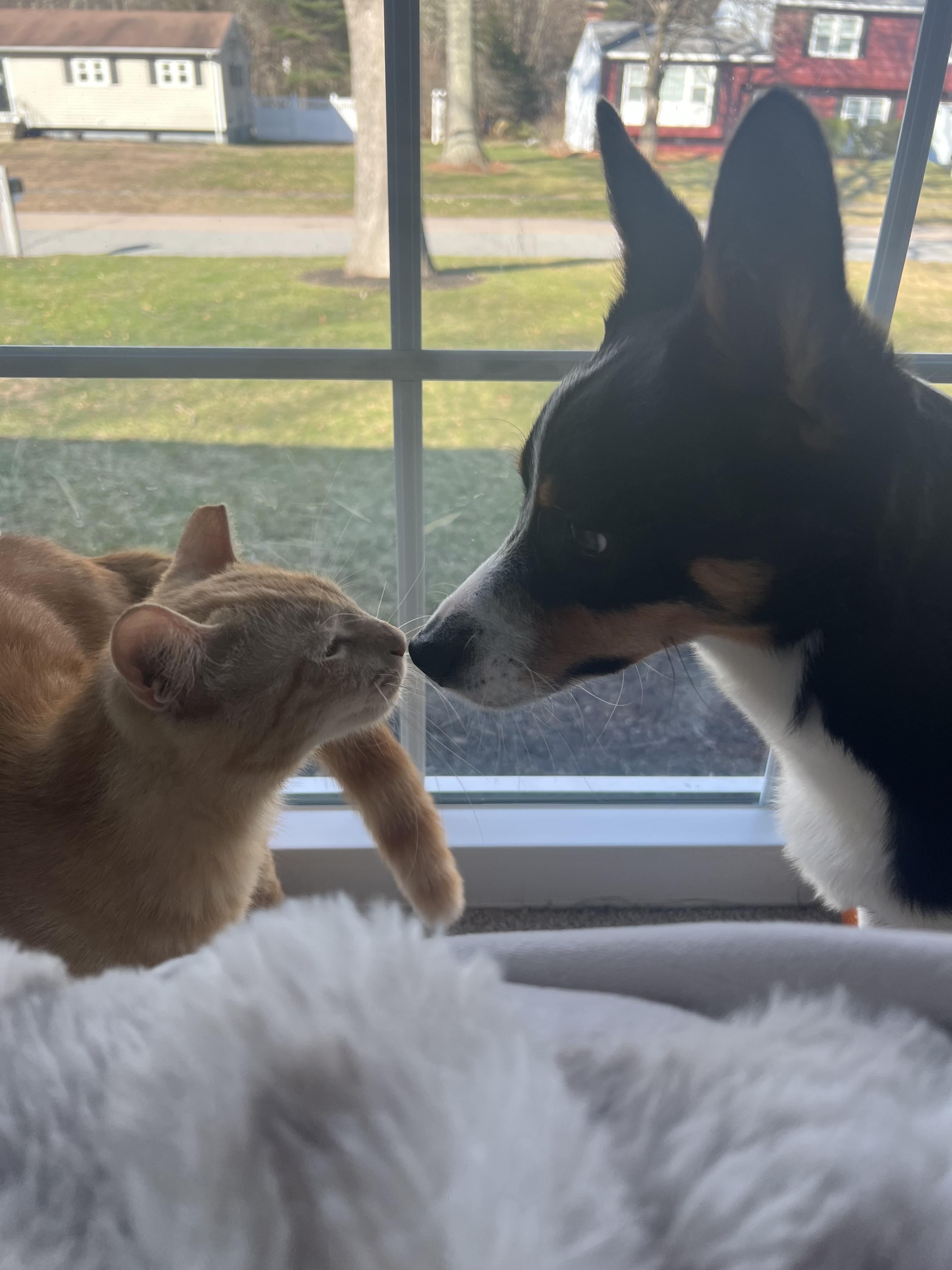 Enlarge Nacho, an adoptable Domestic Short Hair in Hopkinton, MA image 2/4