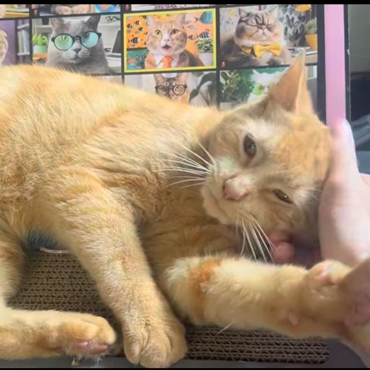 Enlarge Nacho, an adoptable Domestic Short Hair in Hopkinton, MA image 1/4