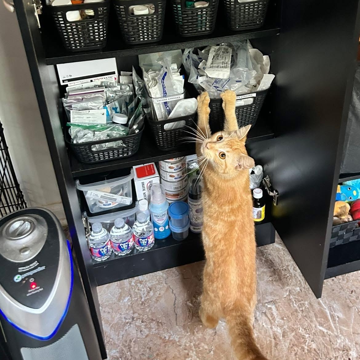 Enlarge Nacho, an adoptable Domestic Short Hair in Hopkinton, MA image 3/4